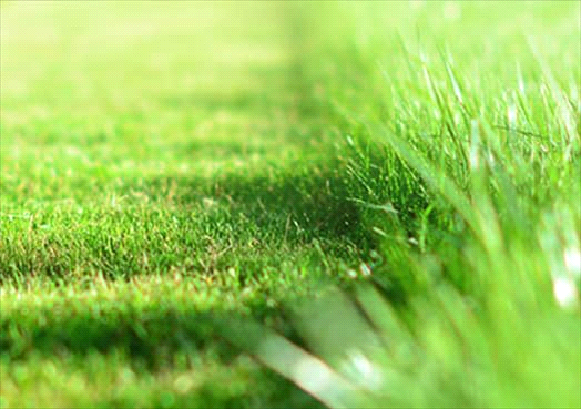cultural practices for a healthy lawn