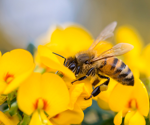 Protecting Pollinators
