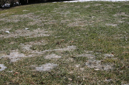 Spring lawn with snow mould